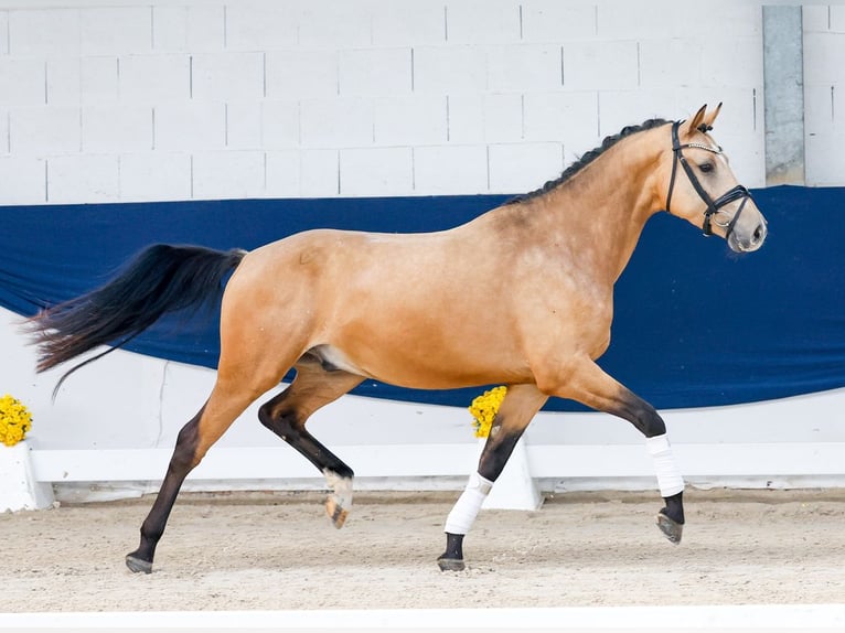 Poney de selle allemand Hongre 3 Ans 155 cm Isabelle in Marsberg