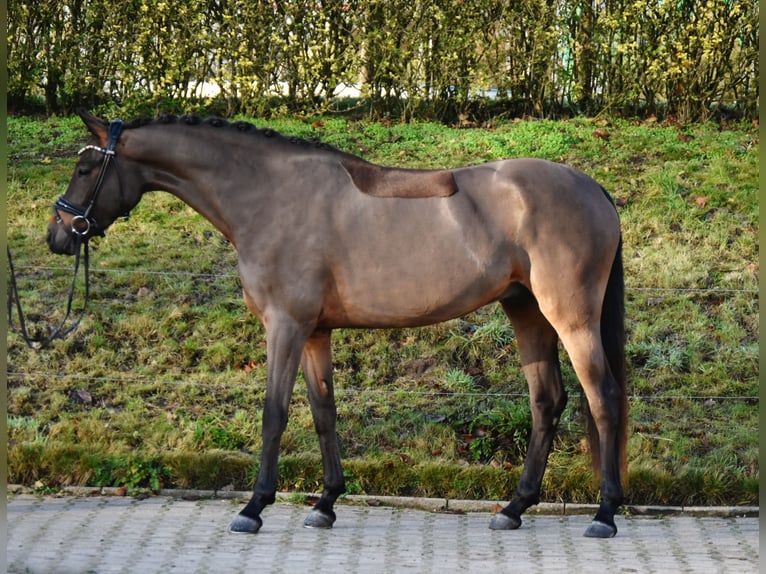 Poney de selle allemand Hongre 3 Ans 156 cm Bai in Fürstenau