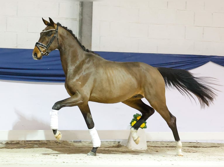 Poney de selle allemand Hongre 3 Ans 158 cm Bai in Marsberg