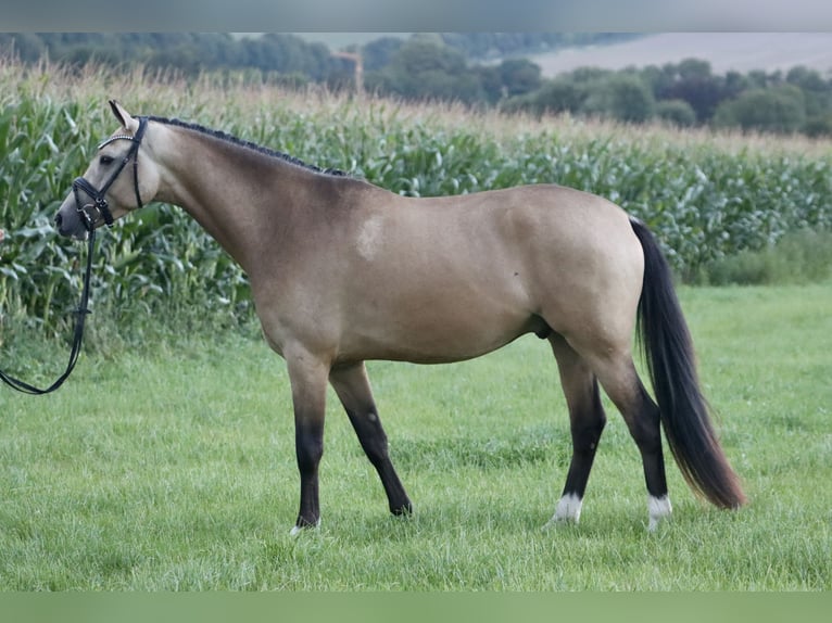 Poney de selle allemand Hongre 3 Ans 160 cm Buckskin in Nottuln