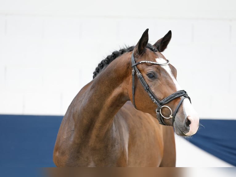 Poney de selle allemand Hongre 3 Ans 164 cm Bai in Marsberg