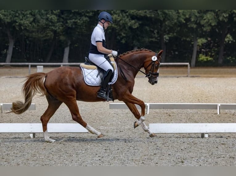 Poney de selle allemand Hongre 3 Ans Alezan brûlé in Borgentreich