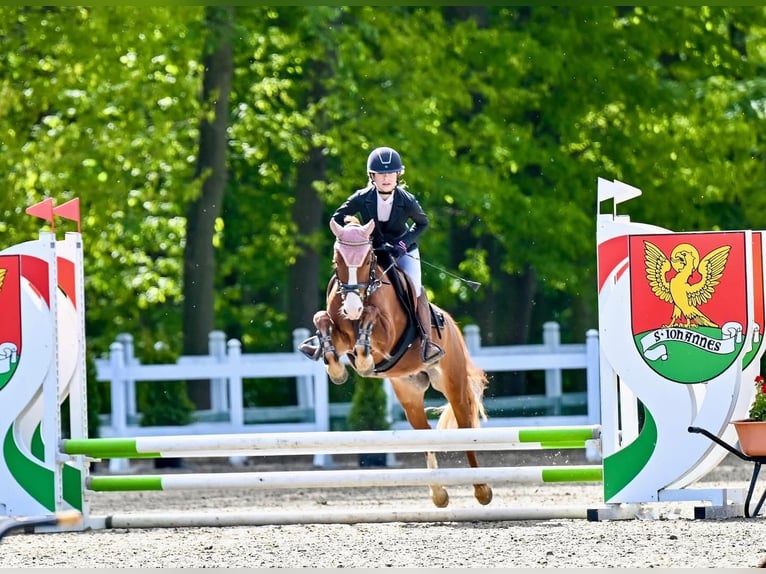 Poney de selle allemand Hongre 3 Ans Alezan in Wriezen