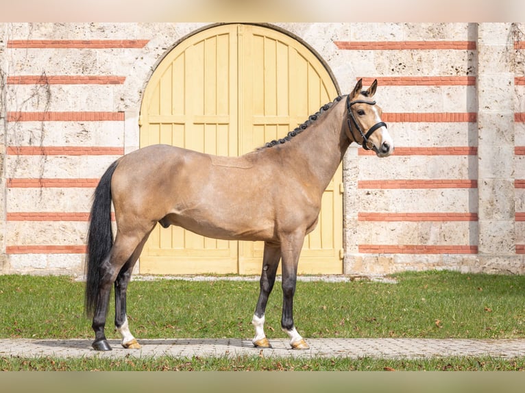 Poney de selle allemand Hongre 3 Ans Buckskin in Gomadingen