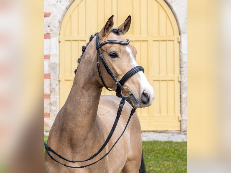 Poney de selle allemand Hongre 3 Ans Buckskin in Gomadingen
