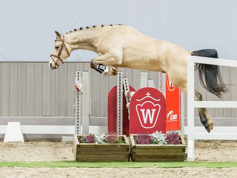 Poney de selle allemand Hongre 3 Ans Buckskin in Münster-Handorf