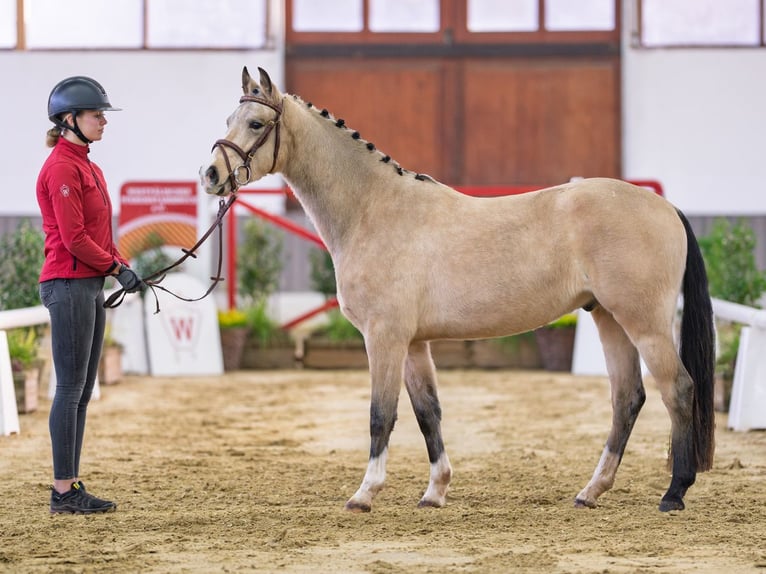Poney de selle allemand Hongre 3 Ans Buckskin in Münster-Handorf