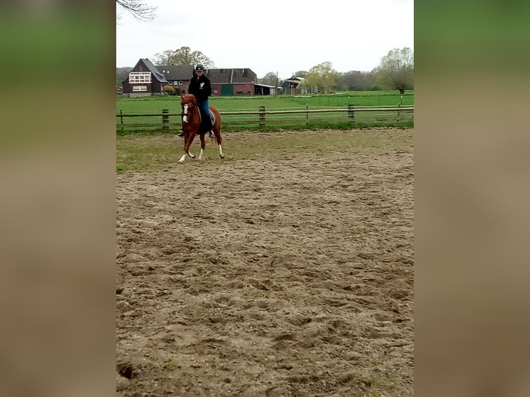 Poney de selle allemand Hongre 3 Ans  in Hamm
