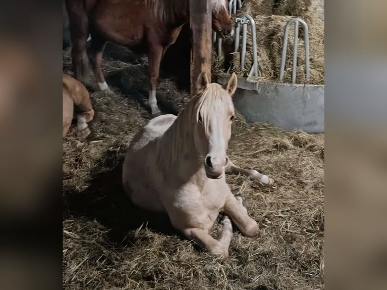 Poney de selle allemand Hongre 3 Ans Palomino in Bad Zwischenahn