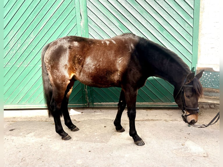 Poney de selle allemand Hongre 4 Ans 135 cm Bai brun in Bergisch Gladbach