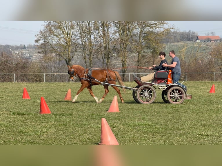 Poney de selle allemand Hongre 4 Ans 136 cm Alezan in Vaihingen an der Enz