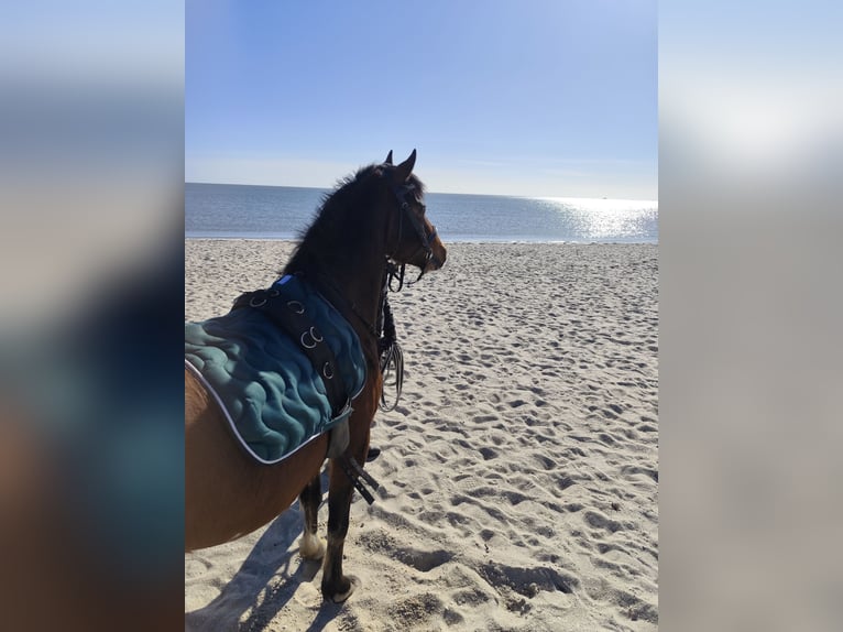 Poney de selle allemand Hongre 4 Ans 136 cm Bai in Neuharlingersiel