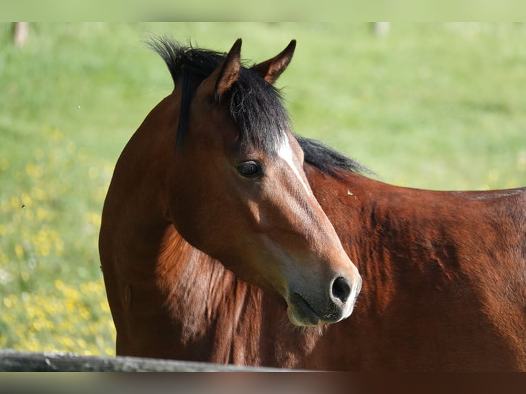 Poney de selle allemand Hongre 4 Ans 136 cm Bai in Neuharlingersiel