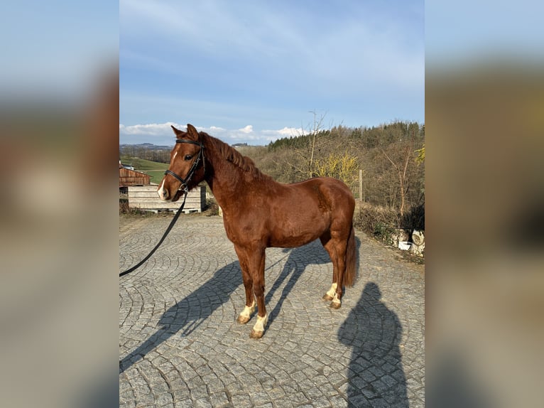 Poney de selle allemand Hongre 4 Ans 137 cm Alezan in Prambachkirchen