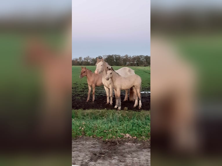 Poney de selle allemand Croisé Hongre 4 Ans 138 cm Bai in ruinen