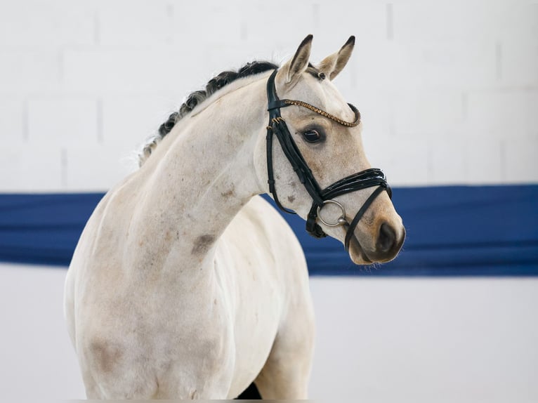 Poney de selle allemand Hongre 4 Ans 140 cm Isabelle in Marsberg