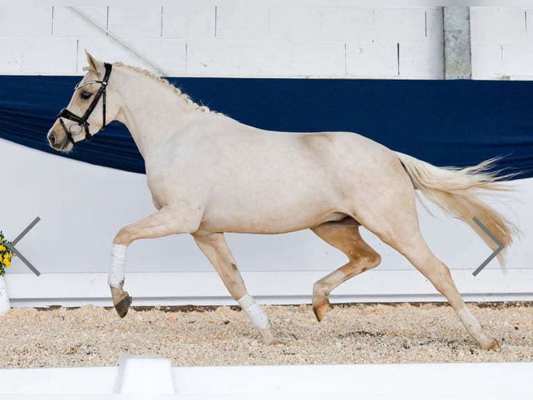 Poney de selle allemand Hongre 4 Ans 140 cm Palomino in Aeugst am Albis