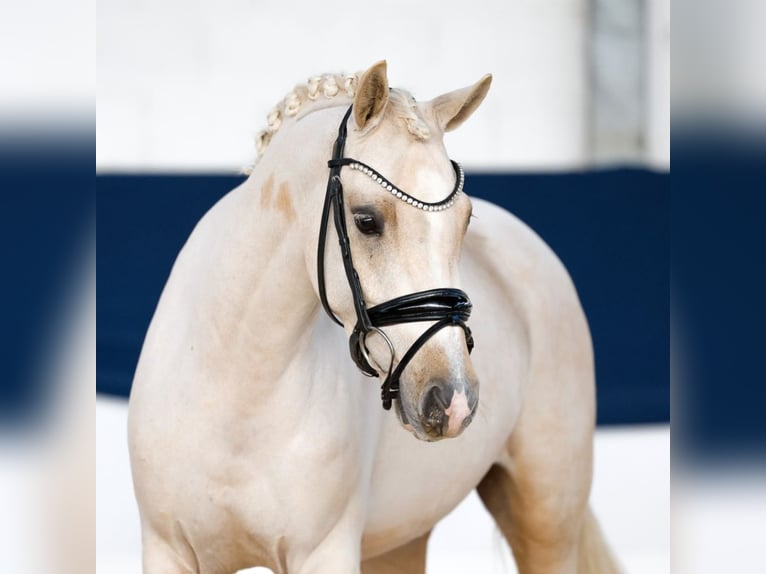 Poney de selle allemand Hongre 4 Ans 140 cm Palomino in Aeugst am Albis