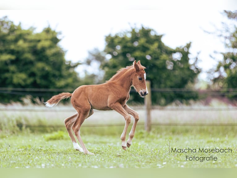 Poney de selle allemand Hongre 4 Ans 142 cm Alezan in Petershagen