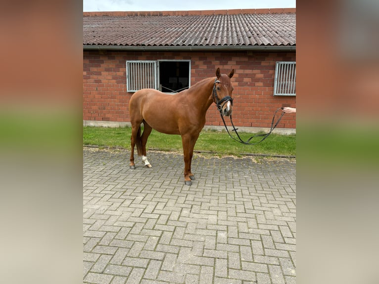 Poney de selle allemand Hongre 4 Ans 142 cm Alezan in Petershagen