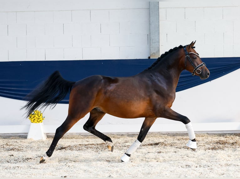 Poney de selle allemand Hongre 4 Ans 142 cm Bai in Marsberg
