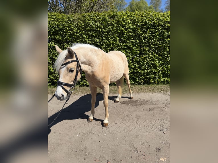 Poney de selle allemand Hongre 4 Ans 142 cm Palomino in Ohne
