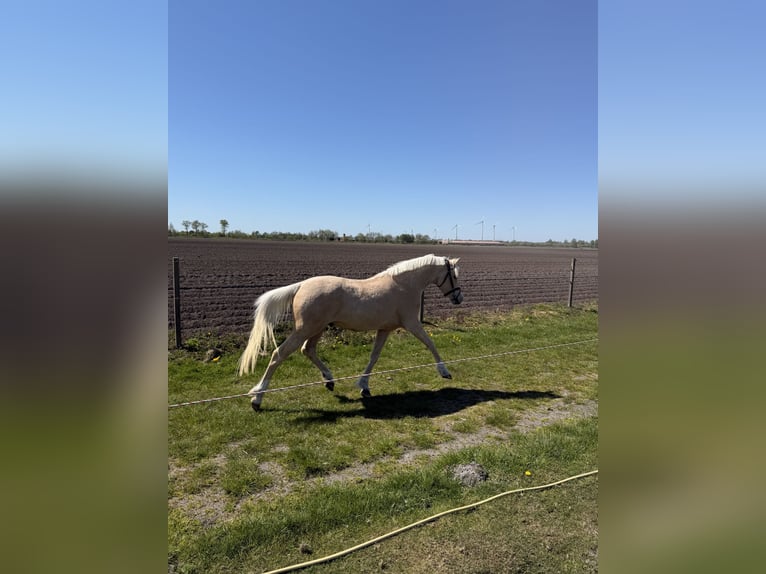 Poney de selle allemand Hongre 4 Ans 142 cm Palomino in Ohne