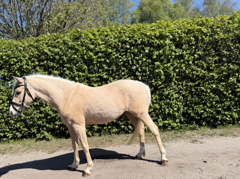 Poney de selle allemand Hongre 4 Ans 142 cm Palomino in Surwold