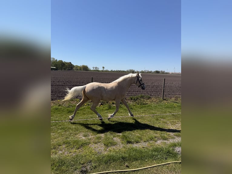 Poney de selle allemand Hongre 4 Ans 142 cm Palomino in Surwold