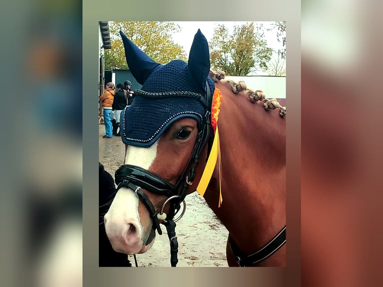 Poney de selle allemand Hongre 4 Ans 143 cm Alezan in Biebesheim am Rhein