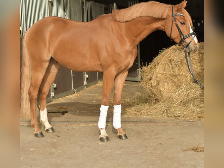 Poney de selle allemand Hongre 4 Ans 143 cm Alezan in Geilenkirchen