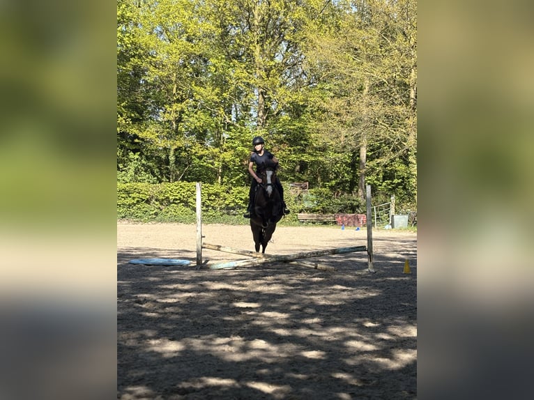 Poney de selle allemand Croisé Hongre 4 Ans 143 cm Bai in Harsewinkel