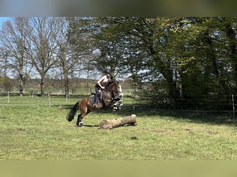 Poney de selle allemand Croisé Hongre 4 Ans 143 cm Bai in Harsewinkel