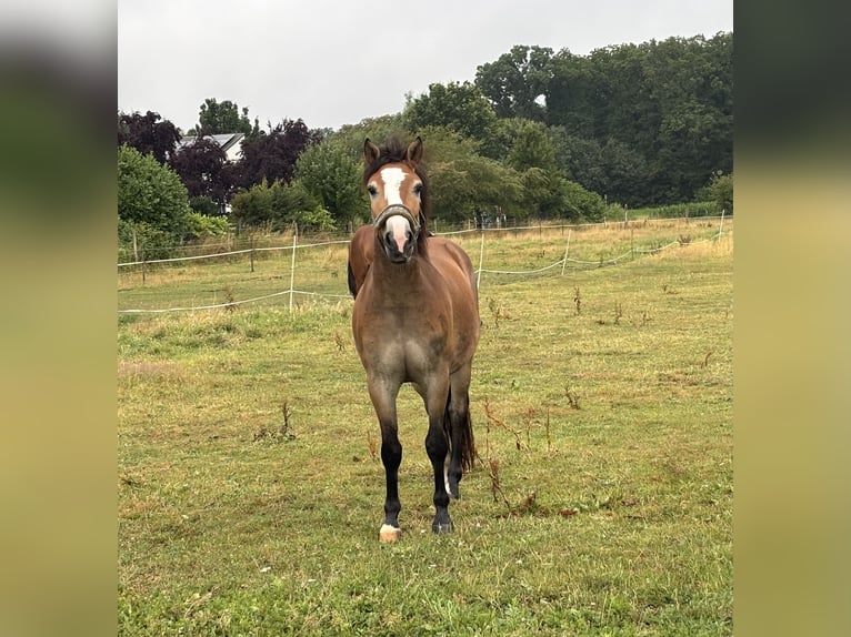 Poney de selle allemand Croisé Hongre 4 Ans 143 cm Bai in Harsewinkel