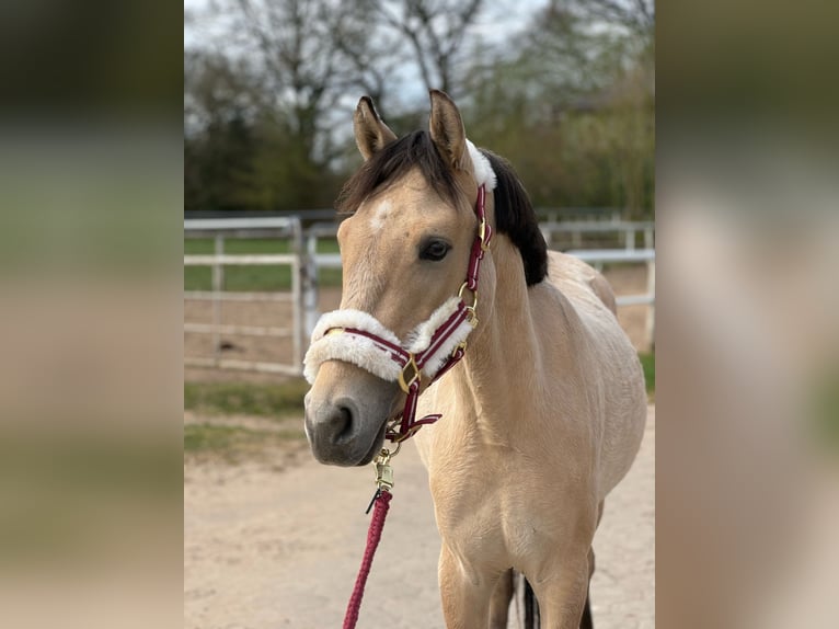Poney de selle allemand Hongre 4 Ans 143 cm Buckskin in Bönningstedt