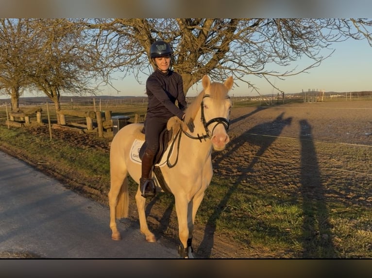 Poney de selle allemand Hongre 4 Ans 143 cm Cremello in ErdmannhausenErdmannhausen