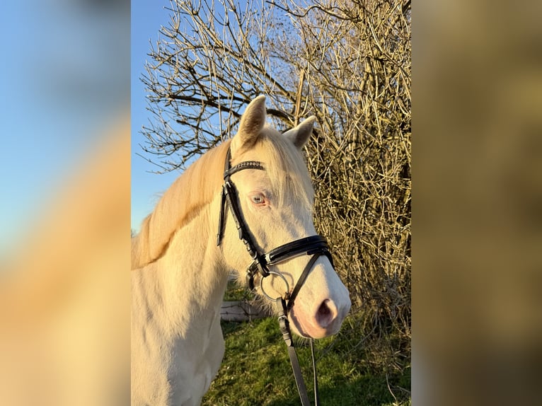 Poney de selle allemand Hongre 4 Ans 143 cm Cremello in ErdmannhausenErdmannhausen