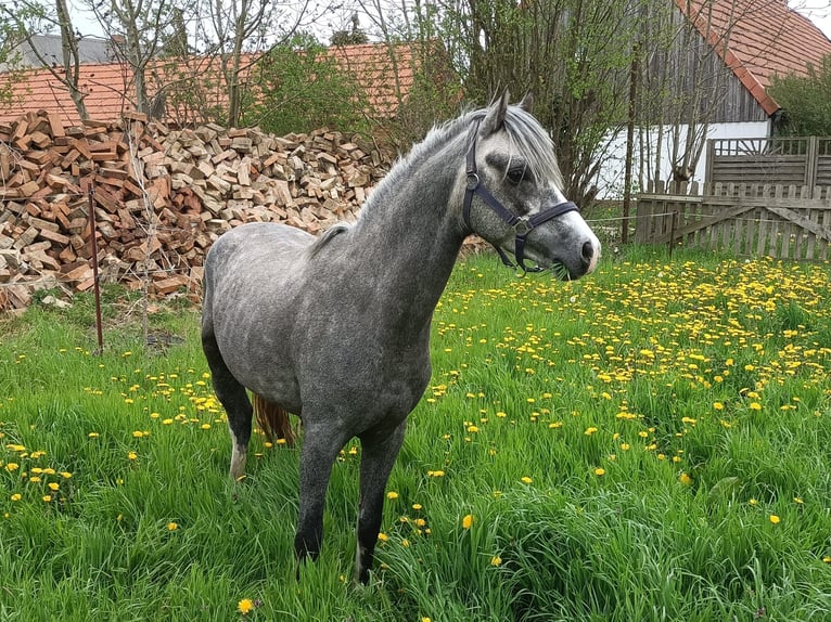 Poney de selle allemand Hongre 4 Ans 143 cm Gris pommelé in Salzwedel