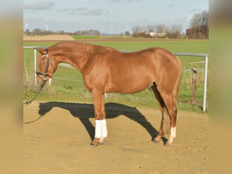 Poney de selle allemand Hongre 4 Ans 144 cm Alezan in Geilenkirchen