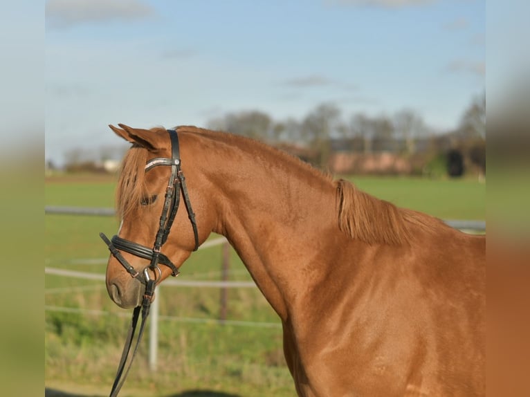 Poney de selle allemand Hongre 4 Ans 144 cm Alezan in Geilenkirchen