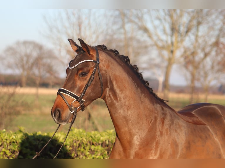 Poney de selle allemand Hongre 4 Ans 144 cm Bai in Reeßum