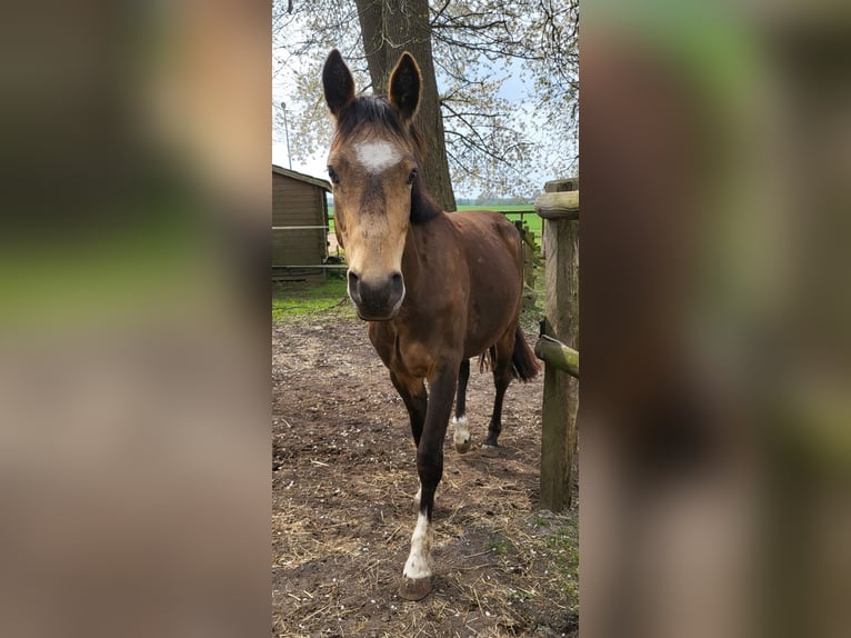 Poney de selle allemand Hongre 4 Ans 144 cm Buckskin in Langwedel