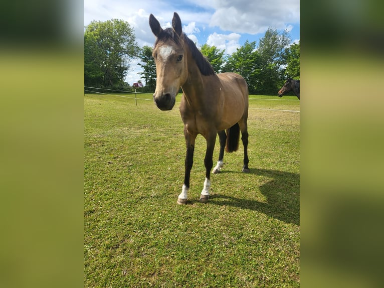Poney de selle allemand Hongre 4 Ans 144 cm Buckskin in Langwedel