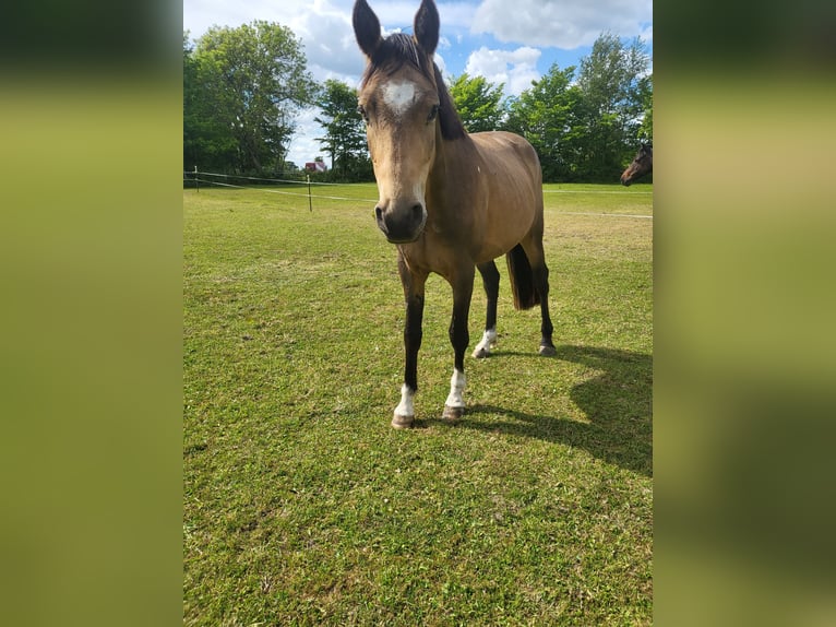 Poney de selle allemand Hongre 4 Ans 144 cm Buckskin in Langwedel