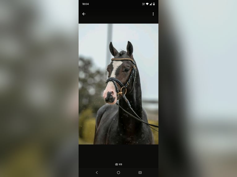 Poney de selle allemand Hongre 4 Ans 144 cm  in Bregenz