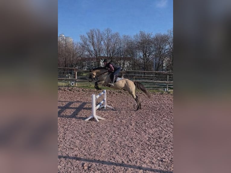 Poney de selle allemand Hongre 4 Ans 144 cm Isabelle in Ebersbach an der Fils