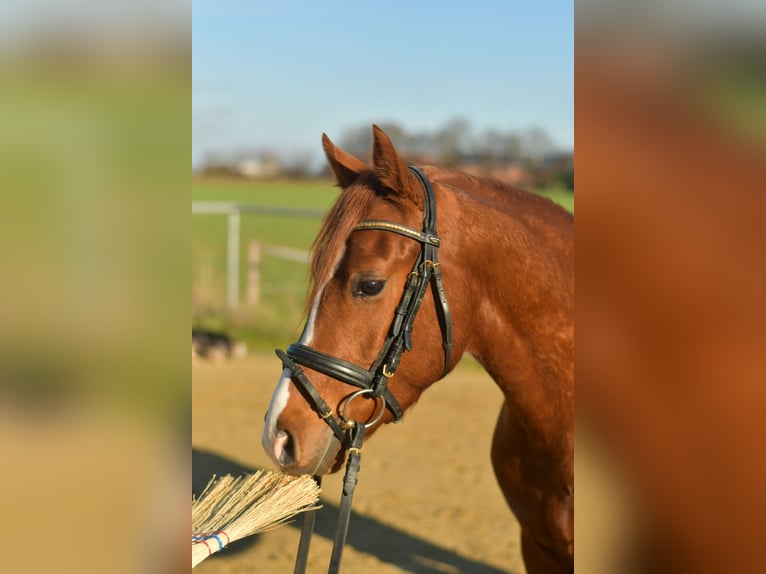 Poney de selle allemand Hongre 4 Ans 145 cm Alezan in Geilenkirchen