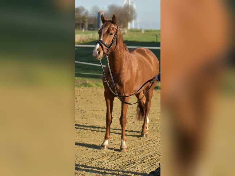 Poney de selle allemand Hongre 4 Ans 145 cm Alezan in Geilenkirchen