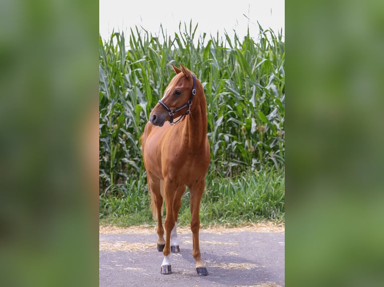 Poney de selle allemand Hongre 4 Ans 145 cm Alezan in Geilenkirchen