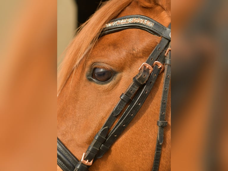 Poney de selle allemand Hongre 4 Ans 145 cm Alezan in Geilenkirchen